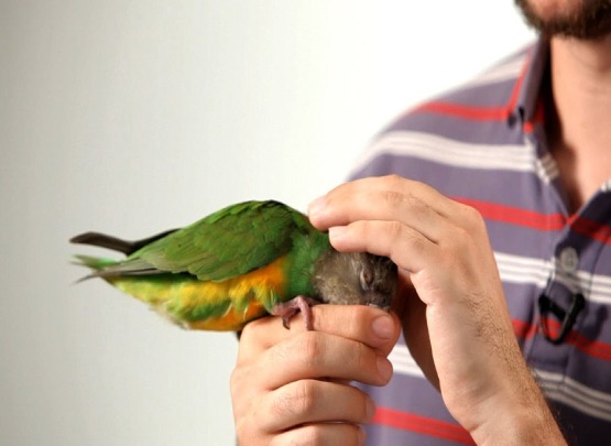 Senegal Parrot for Sale in Madurai