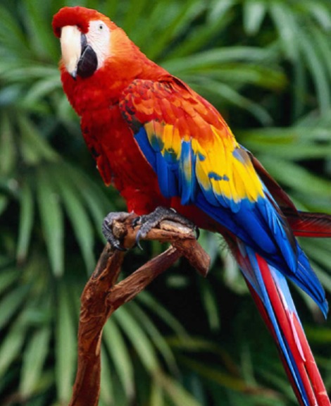 Scarlet Macaw Price in Chennai