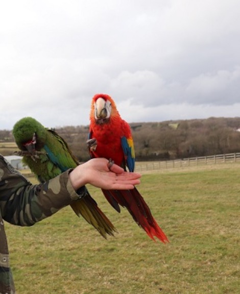 Scarlet Macaw for Sale in Cuddalore