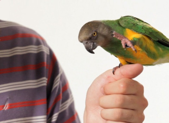 Senegal Parrot for Sale in Kanyakumari