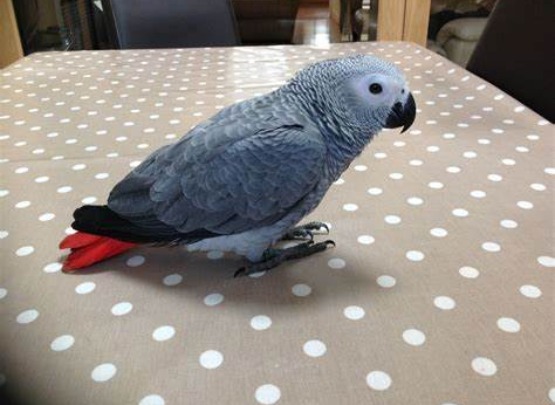 African Grey Parrot for Sale in Cuddalore