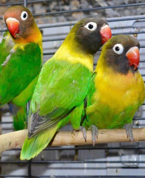 African Love Birds for Sale in Dharmapuri