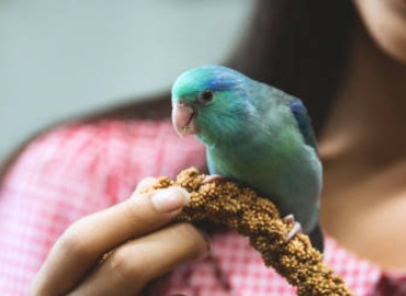 Birds Trainers With Trained Birds in Udumalpet
